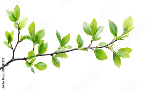 Vibrant green tree branch with fresh leaves, perfect for nature designs, environmental projects, or botanical photography isolated on transparent background.