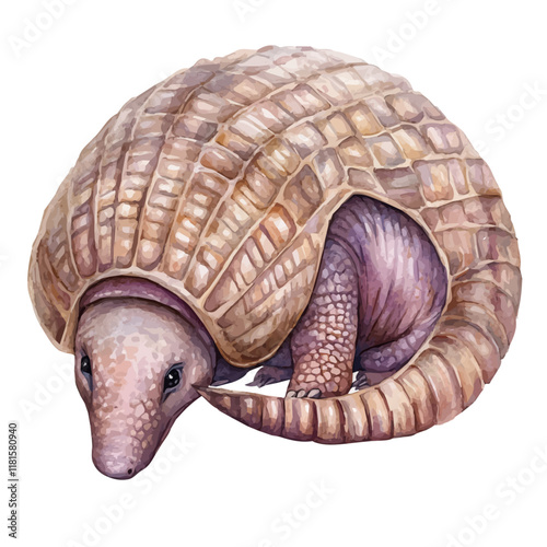 A watercolor vector of an armadillo rolling into a protective ball, isolated on a white background. Armadillo vector.
