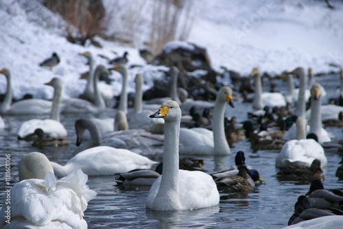 白鳥のいる風景 photo