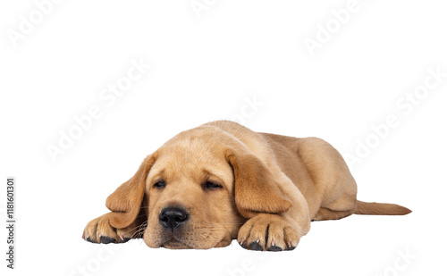 Cute 7 weeks old Labrador dog puppy, laying down facing front. Head down looking tired beside camera. Isolated cutout on a transparent background. photo