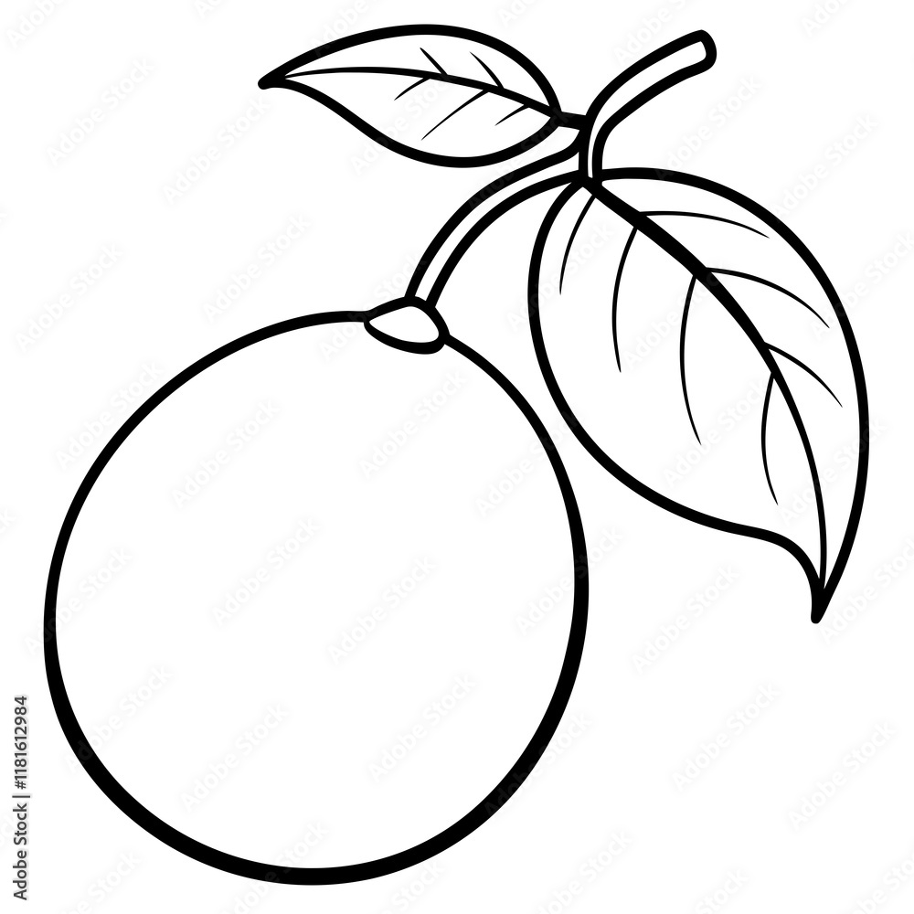 Elegant Kumquat Line Drawing Elegant Kumquat Line Drawing