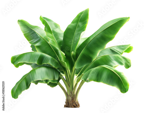 Lush green banana plant with large vibrant leaves, tropical nature element for botanical, gardening, or exotic plant themes isolated on transparent background photo