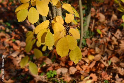 Chinese winter hazel yellow leaves photo