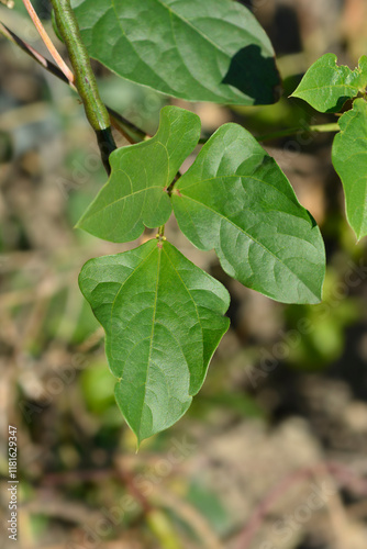 Wallpaper Mural Catjang cowpea leaves Torontodigital.ca