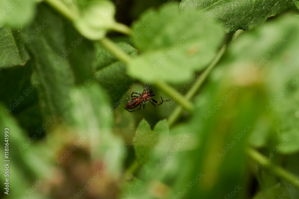 Spider in Its Natural Habitat Close Up Spider in Its Natural Habitat Close Up