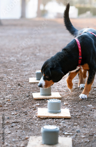 Canvas Print Professional training for dogs in nosework