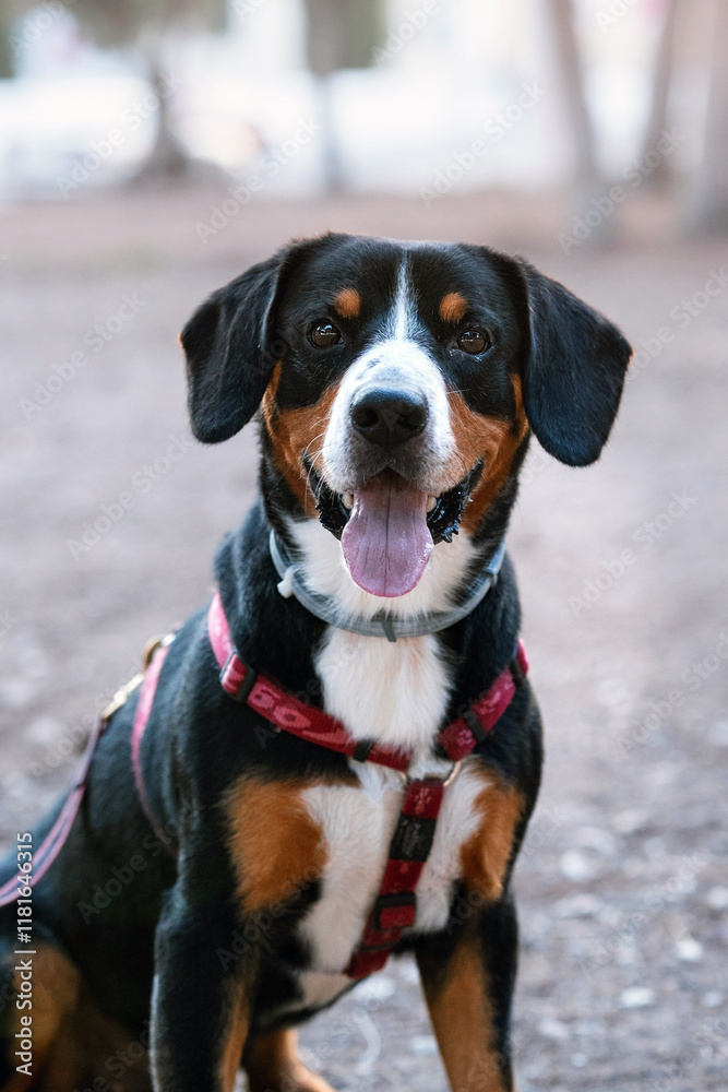 Close up photo of Happy Entlebucher Dog Sitting Outdoors. A cheerful Entlebucher dog in a red harness sits on a paved area in a park, enjoying a sunny day outdoors. Close up photo of Happy Entlebucher Dog Sitting Outdoors. A cheerful Entlebucher dog in a red harness sits on a paved area in a park, enjoying a sunny day outdoors.