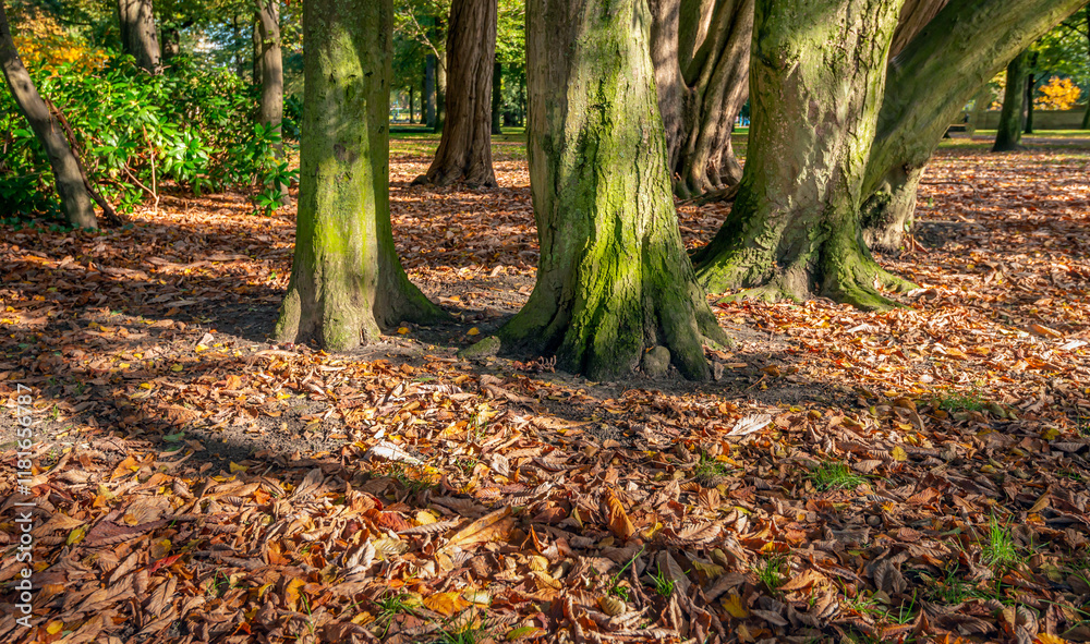 Closeup of many fallen leaves under old trees. The photo was taken in a park on a sunny day in the autumn season.