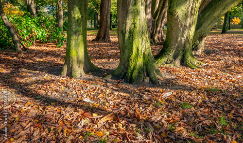 Obraz na płótnie Closeup of many fallen leaves under old trees. The photo was taken in a park on a sunny day in the autumn season. w salonie