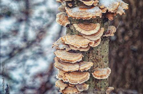 Mushrooms on tree trunks Trametes versicolor, Polyporus . Winter blurred forest background. photo