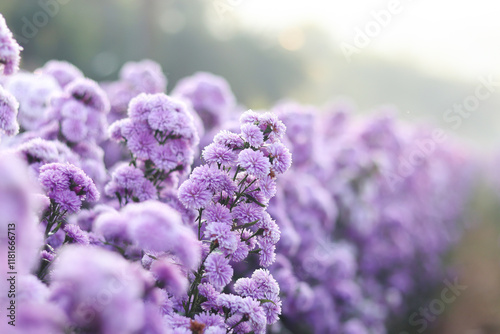 Close-up of margaret flowers blooming in garden.