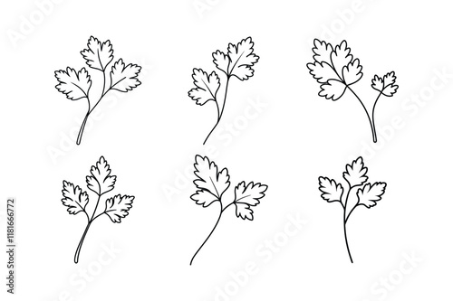 Coriander (Coriandrum sativum) line art spice vector illustration