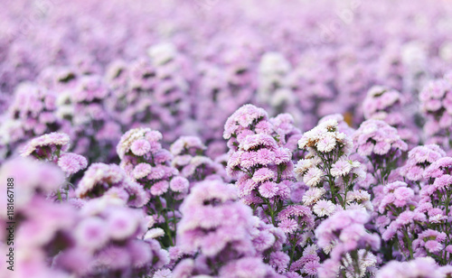 Close-up of margaret flowers blooming in garden. photo