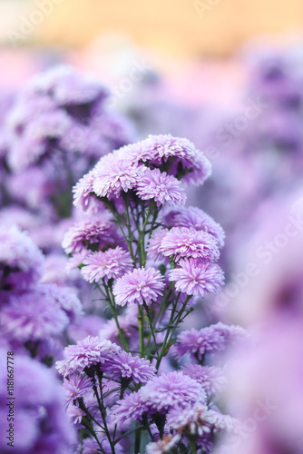 Close-up of margaret flowers blooming in garden.