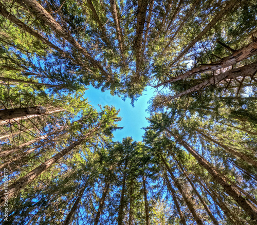 Looking up from inside a forest