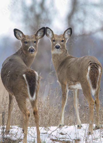 Doe times two 