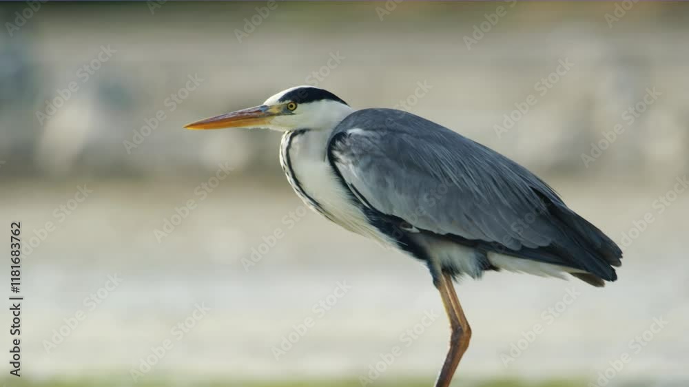 The grey heron (Ardea cinerea) is a long-legged wading bird of the heron family, Ardeidae, native throughout temperate Europe and Asia, and also parts of Africa. The grey heron (Ardea cinerea) is a long-legged wading bird of the heron family, Ardeidae, native throughout temperate Europe and Asia, and also parts of Africa.