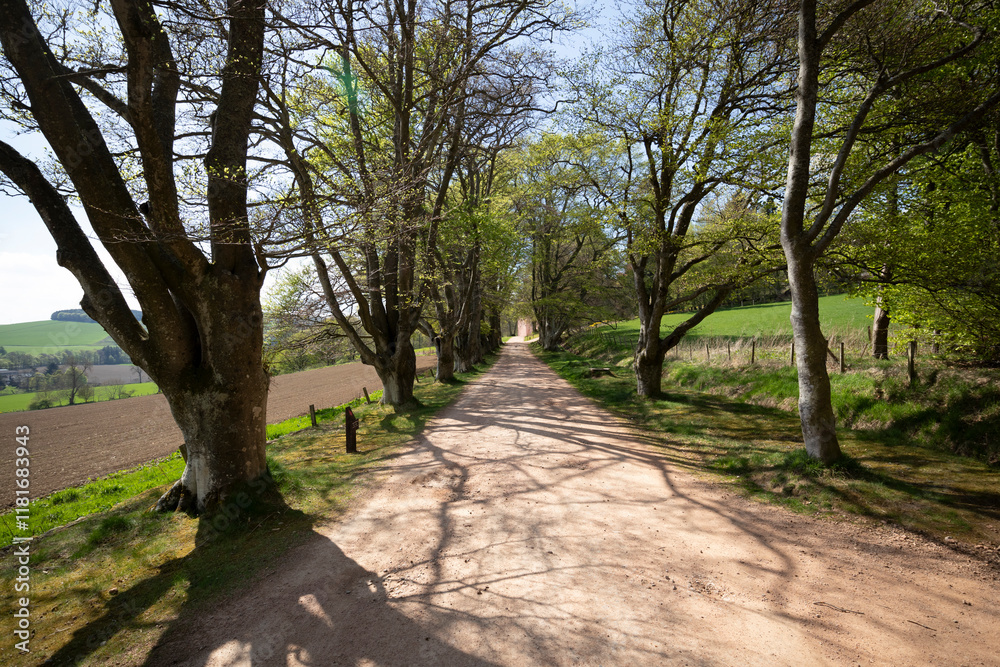 Scenic pathway lined with trees leading to Craigievar Castle in Scotland during a clear day Scenic pathway lined with trees leading to Craigievar Castle in Scotland during a clear day