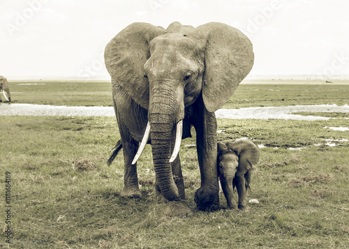 A Mother Elephant and Her Calf Seek Refuge in Amboseli’s  Wetlands, Fed by Runoff from Mount Kilimanjaro, Providing Wildlife Vital Source of Resilience in the Face of Drought and Climate Change 