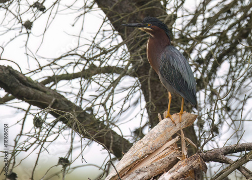 Green Heron spring 2023