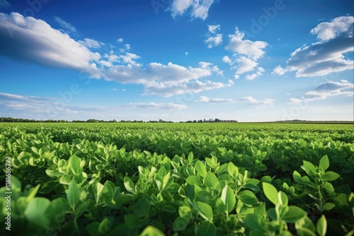 Greening up the Field: Cover Crops in Soybean Farming for Sustainable Agriculture and Rural Landscape