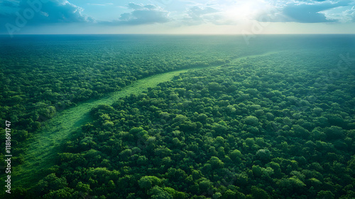 Green Forest Canopy Meets B...
