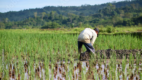 Farmer Tending to Rice Fields in a Lush Rural Landscape