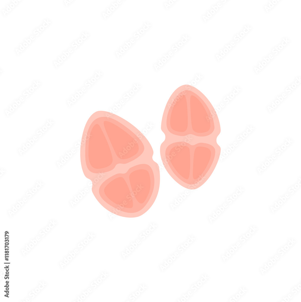 Obraz premium Tetracoccus Bacteria Illustration 