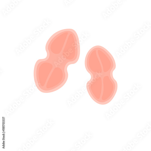 Tetracoccus Bacteria Illustration 