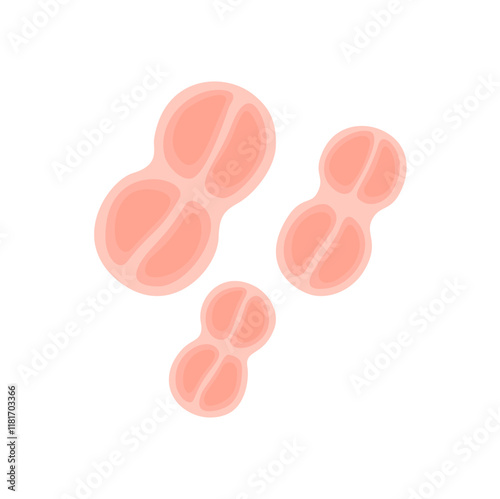 Tetracoccus Bacteria Illustration 