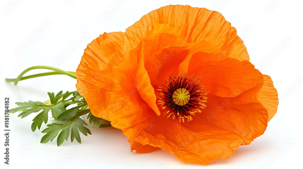 orange flower isolated on white , Poppy flower isolated on white background , Orange poppy in bloom on a sunny day
orange flower isolated on white , Poppy flower isolated on white background , Orange poppy in bloom on a sunny day