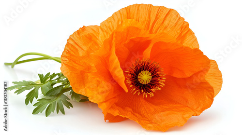 orange flower isolated on white , Poppy flower isolated on white background , Orange poppy in bloom on a sunny day
