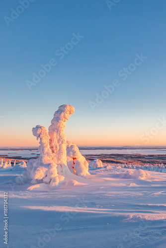 winter landscape