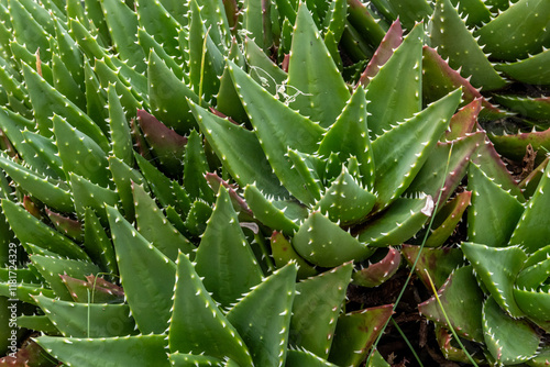 Aloe brevifolia. Crocodile teeth plant, detail of the green succulent leaves with thorns or teeth. photo
