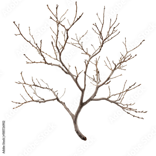Dried twigs or branches without leaves against an isolated white background (dahan atau ranting pohon kering tanpa daun di latar belakang warna putih)