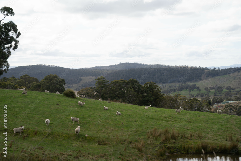 Obraz premium sheep in a field in australia in spring on a farm