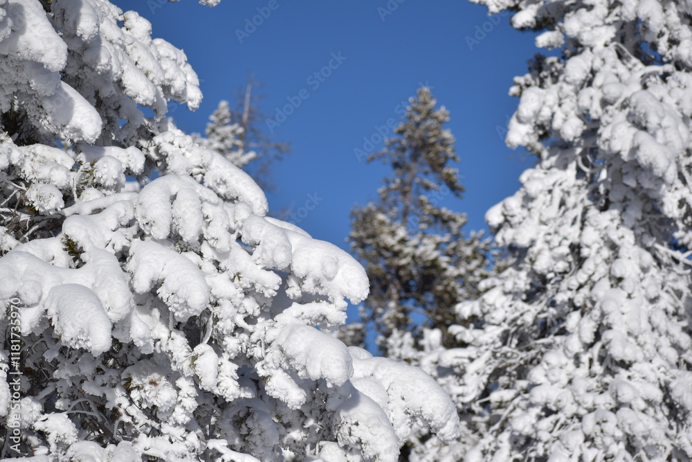 snow covered pine tree