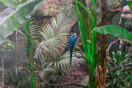 Jungla tropical, guacamayo