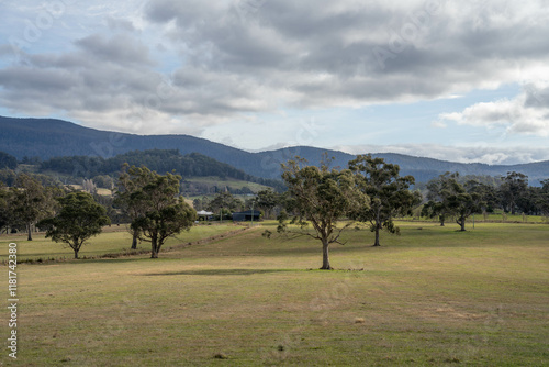 gum tree on a farm in summer in australia