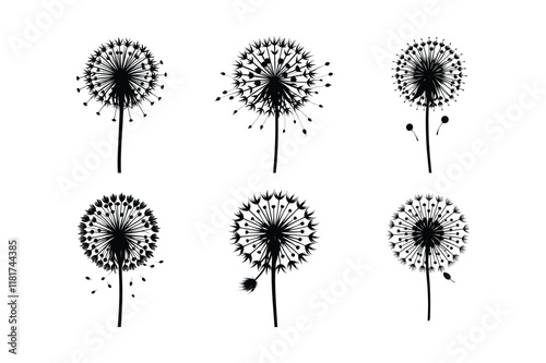 Dandelion (Taraxacum officinale) design, labeled silhouette vector illustration