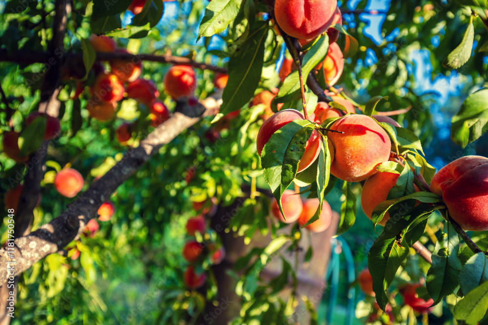 Peaches on a branch in the garden. Nature background. Harvest of ripe peaches