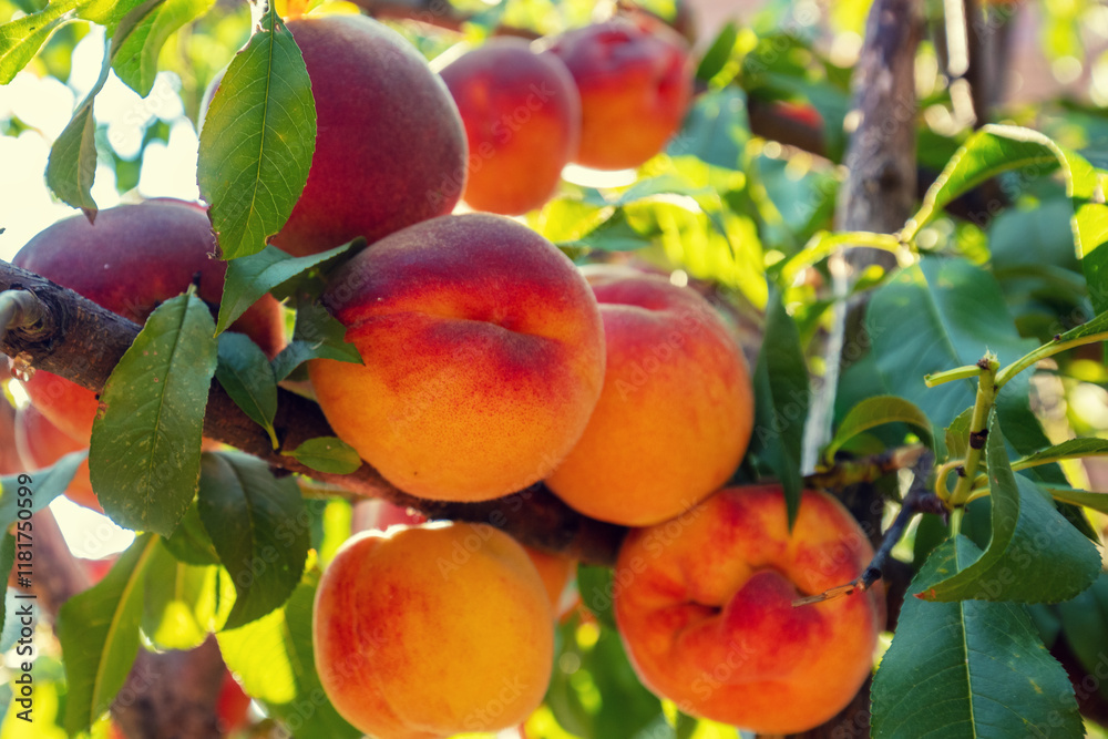 Peaches on a branch in the garden. Nature background. Harvest of ripe peaches