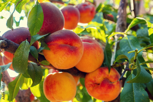 Obraz na płótnie Peaches on a branch in the garden. Nature background. Harvest of ripe peaches w salonie