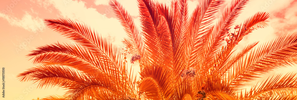 Palm tree leaves against golden sunset sky background. Horizontal banner, nature background