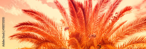 Obraz na płótnie Palm tree leaves against golden sunset sky background. Horizontal banner, nature background w salonie
