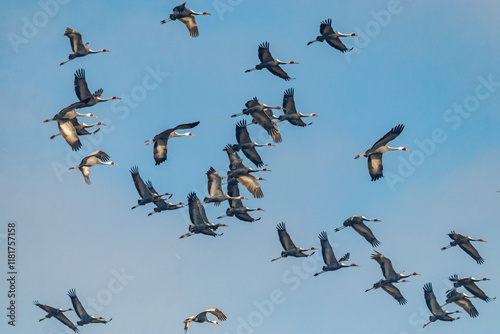Billede på lærred Winter Migratory Bird Scenery in Junam Reservoir, Changwon, South Gyeongsang Pro