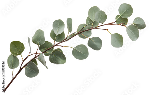 PNG Silver Dollar Eucalyptus branch minimalist eucalyptus plant.