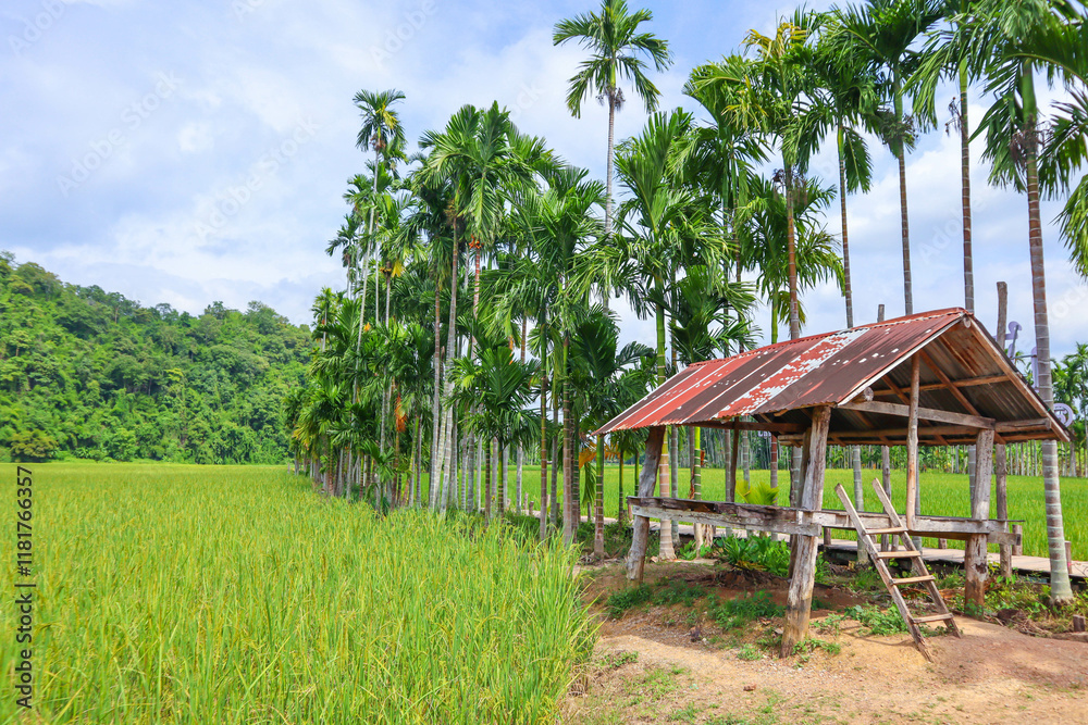 Padding field and mountain with beautiful sky Padding field and mountain with beautiful sky