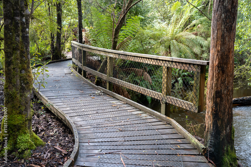 Fototapeta premium boardwalk in a national park in australia