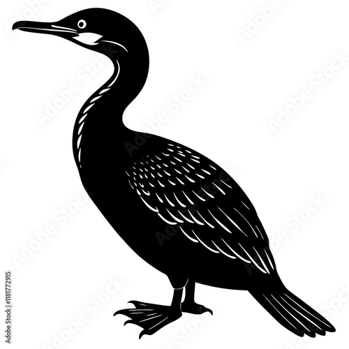 cormorant  silhouette isolated on white